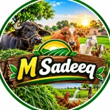 M Sadeeq YouTube Account Logo